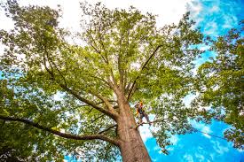 Best Hazardous Tree Removal  in Centerville, PA