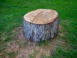 Best Fruit Tree Pruning  in Centerville, PA