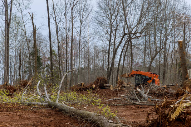 Best Utility Line Clearance  in Centerville, PA