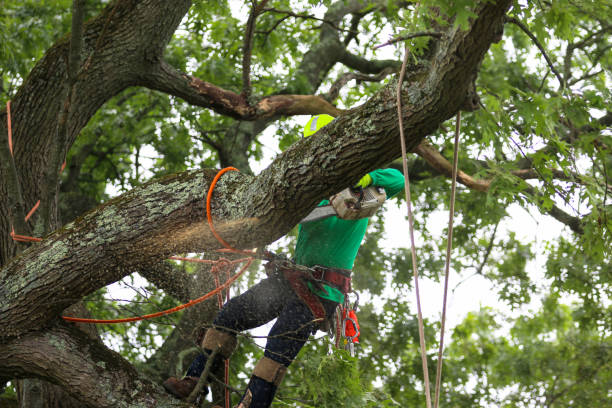 Best Tree Preservation Services  in Centerville, PA