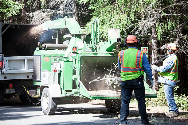 Best Tree Cabling and Bracing  in Centerville, PA