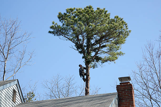 Reliable Centerville, PA Tree Care Solutions