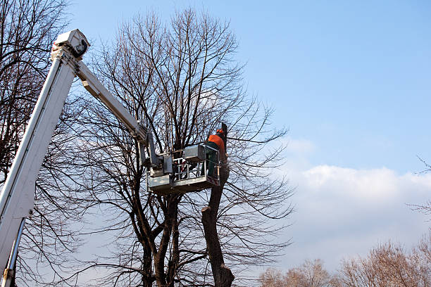 Best Root Management and Removal  in Centerville, PA