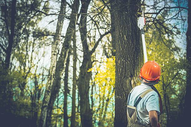 Best Tree Risk Assessment  in Centerville, PA
