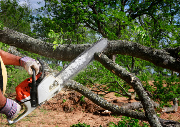 How Our Tree Care Process Works  in  Centerville, PA