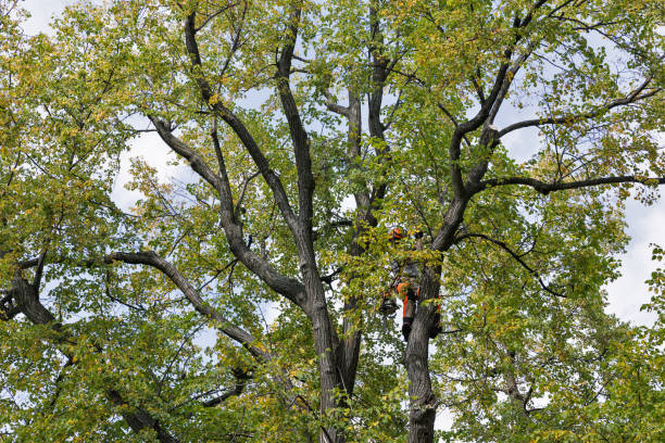 Best Tree Mulching  in Centerville, PA